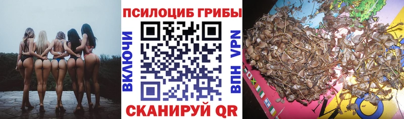 гидра ссылки  Курган  Псилоцибиновые грибы мицелий 